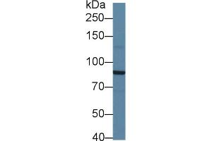 Western Blot; Sample: Mouse Cerebrum lysate; Primary Ab: 1µg/ml Rabbit Anti-Mouse SIK2 Antibody Second Ab: 0.