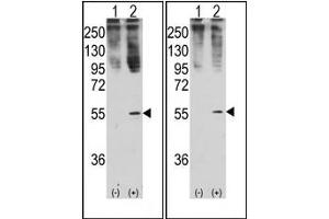Image no. 1 for anti-Growth Differentiation Factor 11 (GDF11) (N-Term) antibody (ABIN357455) (GDF11 anticorps  (N-Term))
