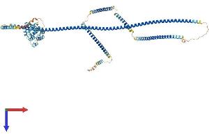 AlphaFold protein structure predicition of Mouse Recombinant Hook2 Protein, UniprotID Q7TMK6