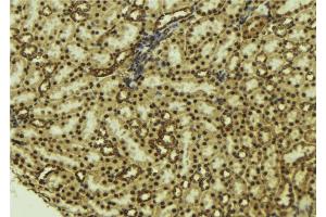 ABIN6277183 at 1/100 staining Mouse kidney tissue by IHC-P. (NADPH Oxidase 4 anticorps  (Internal Region))