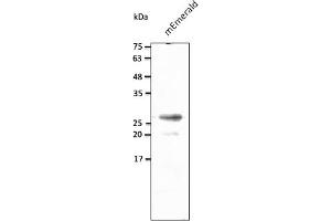 Western Blotting (WB) image for anti-mEmerald Fluorescent Protein antibody (ABIN7273073) (mEmerald Fluorescent Protein anticorps)