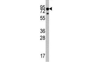 Western blot analysis of TrkA antibody and mouse liver tissue lysate. (TRKA anticorps  (AA 654-683))