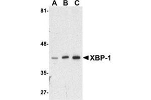 Western blot analysis of XBP-1 in HepG2 cell lysate with this product at (A) 0. (XBP1 anticorps  (N-Term))