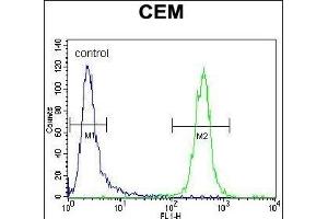 TNF Antibody (C-term) (ABIN657455 and ABIN2846482) flow cytometric analysis of CEM cells (right histogram) compared to a negative control cell (left histogram).