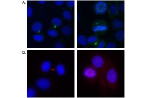 Immunofluorescence (IF) image for anti-Aurora Kinase B (AURKB) (C-Term) antibody (ABIN7453392) (Aurora Kinase B anticorps  (C-Term))