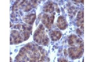 Formalin-fixed, paraffin-embedded human pancreas stained with Golgi Marker antibody (GLG1/970).