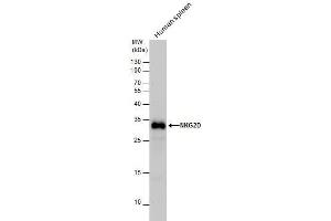 WB Image NKG2D antibody detects NKG2D protein by western blot analysis. (KLRK1 anticorps  (Internal Region))