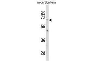 Western blot analysis of PCSK2 Antibody (N-term) in mouse cerebellum tissue lysates (35ug/lane). (PCSK2 anticorps  (N-Term))