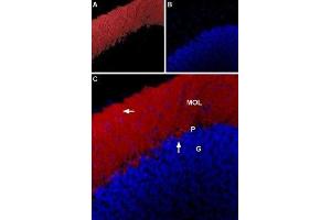 Expression of GlyR α1 in rat cerebellum - Immunohistochemical staining of rat cerebellum using Anti-Glycine receptor α1 Antibody (ABIN7043257, ABIN7044394 and ABIN7044395), (1:100).