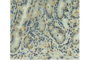 IHC-P analysis of Human Stomach Tissue, with DAB staining. (AMH anticorps  (AA 453-560))
