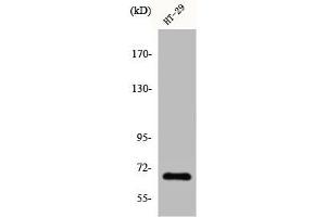 Western Blot analysis of HT29 cells using Cables1 Polyclonal Antibody (CABLES1 anticorps  (C-Term))