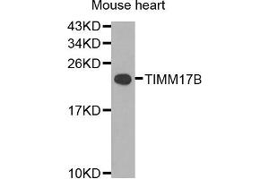 Western blot analysis of extracts of mouse heart cells, using TIMM17B antibody. (TIMM17B anticorps)