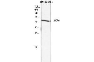 Western Blot (WB) analysis of Rat Muscle lysis using CCR6 antibody. (CKR-6 anticorps)
