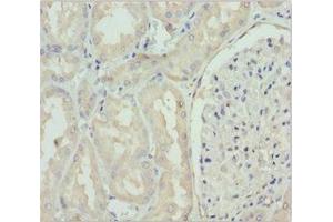 Immunohistochemistry of paraffin-embedded human kidney tissue using ABIN7160689 at dilution of 1:100