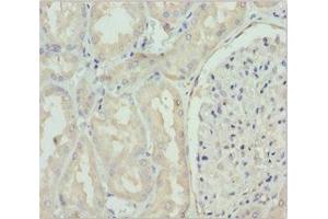 Immunohistochemistry of paraffin-embedded human kidney tissue using ABIN7160689 at dilution of 1:100 (GNS anticorps  (AA 293-552))