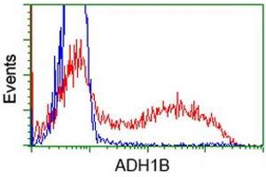 Image no. 3 for anti-Alcohol Dehydrogenase 1B (Class I), beta Polypeptide (ADH1B) antibody (ABIN1496476) (ADH1B anticorps)