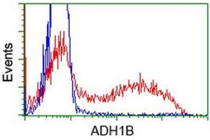 Image no. 3 for anti-Alcohol Dehydrogenase 1B (Class I), beta Polypeptide (ADH1B) antibody (ABIN1496476)
