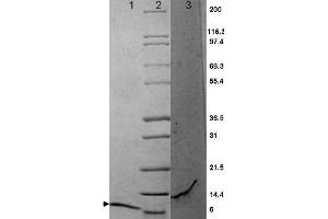 MIP-3a Mouse Cytokine - SDS-PAGE.
