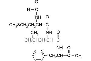 Image no. 1 for N-Formyl-Met-Leu-Phe peptide (ABIN399635)
