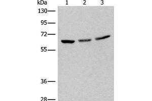 Western blot analysis of 293T cell lysates using BRD9 Polyclonal Antibody at dilution of 1:550 (BRD9 anticorps)