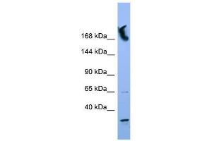 NUP155 antibody used at 0. (NUP155 anticorps  (N-Term))