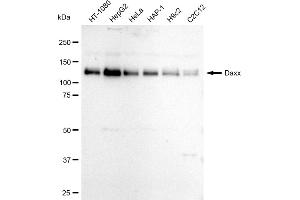 anti-Death-Domain Associated Protein (DAXX) antibody