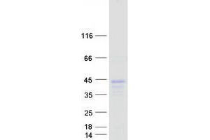 Validation with Western Blot