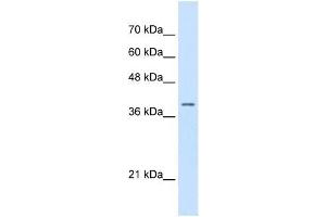 STRAP antibody used at 0. (STRAP anticorps  (N-Term))