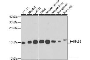 Western blot analysis of extracts of various cell lines using RPL36 Polyclonal Antibody at dilution of 1:1000. (RPL36 anticorps)