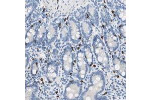 Immunohistochemical staining of human salivary gland with CEACAM3 polyclonal antibody  shows moderate membranous positivity in glandular cells. (CEACAM1 anticorps)