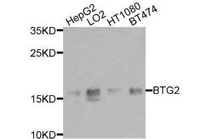 Western blot analysis of extracts of various cell lines, using BTG2 antibody (ABIN6003580) at 1/1000 dilution. (BTG2 anticorps)