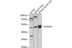 Western blot analysis of extracts of various cell lines, using A antibody (ABIN3016751, ABIN3016752, ABIN3016753 and ABIN6219833) at 1:1000 dilution. (ADRA2A anticorps  (AA 240-380))
