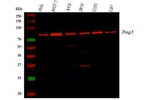Western blot analysis of Bag3 using anti-Bag3 antibody (ABIN3042341).