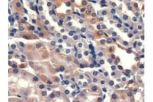 IHC-P analysis of Mouse Kidney Tissue, with DAB staining. (PSMA anticorps  (AA 536-752))