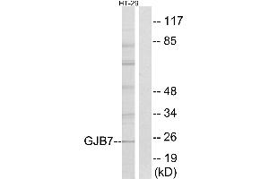 Western blot analysis of extracts from HT-29 cells, using GJB7 antibody. (GJB7 anticorps  (Internal Region))