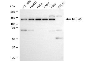 Western blotting analysis using MGEA5 antibody (ABIN7799372).
