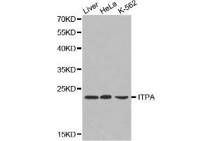 Western blot analysis of extracts of various cell lines, using ITPA antibody. (ITPA anticorps  (AA 1-194))