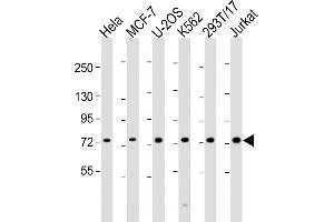All lanes : Anti-NDC80 Antibody (C-Term) at 1:2000 dilution Lane 1: Hela whole cell lysate Lane 2: MCF-7 whole cell lysate Lane 3: U-2OS whole cell lysate Lane 4: K562 whole cell lysate Lane 5: 293T/17 whole cell lysate Lane 6: Jurkat whole cell lysate Lysates/proteins at 20 μg per lane.