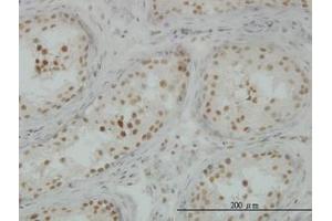 Image no. 3 for anti-CLK3 (CLK3) (AA 36-136) antibody (ABIN598614) (CLK3 anticorps  (AA 36-136))