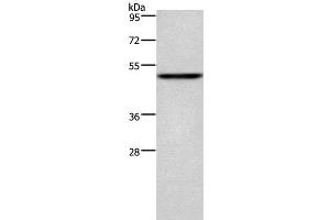 Western Blot analysis of Mouse heart tissue using CKMT2 Polyclonal Antibody at dilution of 1:700 (CKMT2 anticorps)