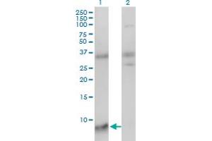 Western Blot analysis of SNRPG expression in transfected 293T cell line by SNRPG monoclonal antibody (M01), clone 2H8-1C12. (SNRPG anticorps  (AA 1-76))