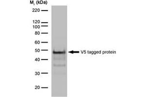 Image no. 2 for anti-V5 Epitope Tag antibody (ABIN7472931) (V5 Epitope Tag anticorps)