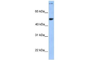 WB Suggested Anti-CCDC50 Antibody Titration: 0.
