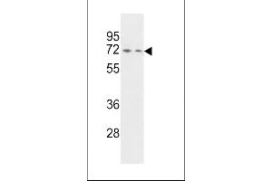 Western blot analysis of HNRPQ Antibody (C-term) (ABIN392324 and ABIN2841972) in Hela and Jurkat cell line lysates (35 μg/lane). (HNRPQ anticorps  (C-Term))