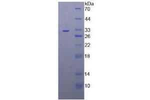 SDS-PAGE analysis of Human TRAF4 Protein. (TRAF4 Protéine)