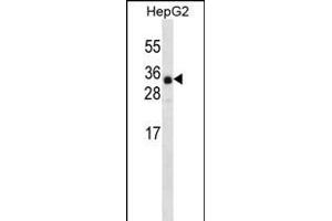 ANR46 Antibody (N-term) (ABIN656339 and ABIN2845639) western blot analysis in HepG2 cell line lysates (35 μg/lane). (ANKRD46 anticorps  (N-Term))