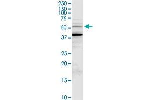 MDM4 MaxPab rabbit polyclonal antibody.