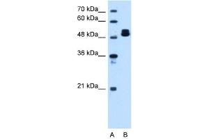ATP5B antibody - C-terminal region  validated by WB using HepG2 cell lysate at 1.