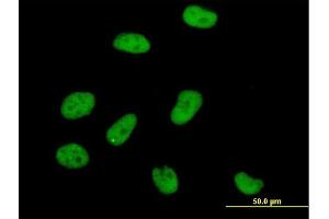 Immunofluorescence of purified MaxPab antibody to AOF2 on HeLa cell. (LSD1 anticorps  (AA 1-876))