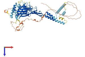 AlphaFold protein structure predicition of Human Recombinant SCNN1A Protein, UniprotID P37088